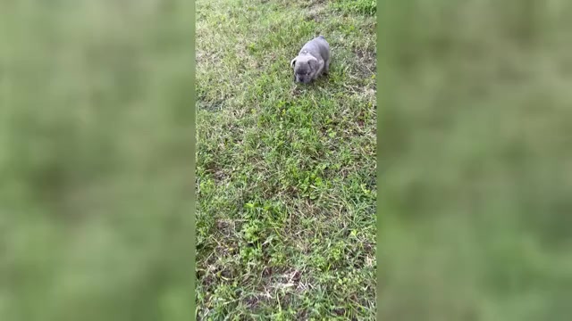 Video preview image #15 French Bulldog Puppy For Sale in ORANGE, TX, USA