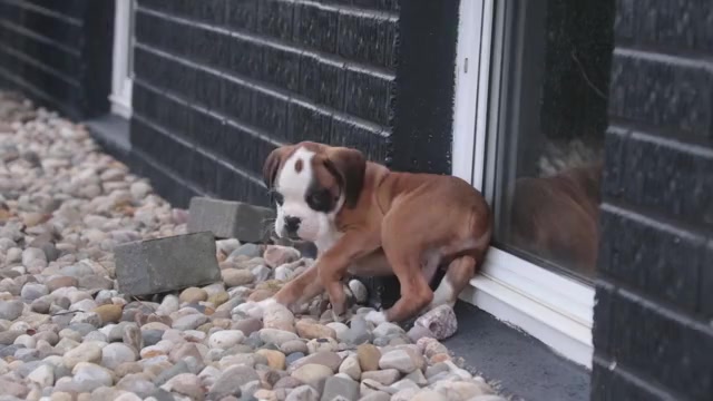 Video preview image #1 Boxer Puppy For Sale in SHIPSHEWANA, IN, USA