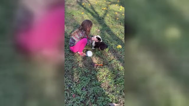 Video preview image #4 Miniature American Shepherd Puppy For Sale in NOLENSVILLE, TN, USA