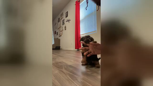 Video preview image #1 Yorkshire Terrier Puppy For Sale in KATY, TX, USA