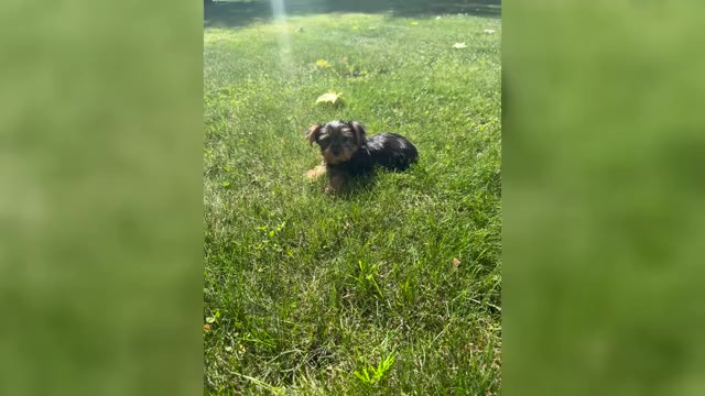 Video preview image #1 Yorkshire Terrier Puppy For Sale in NAPPANEE, IN, USA