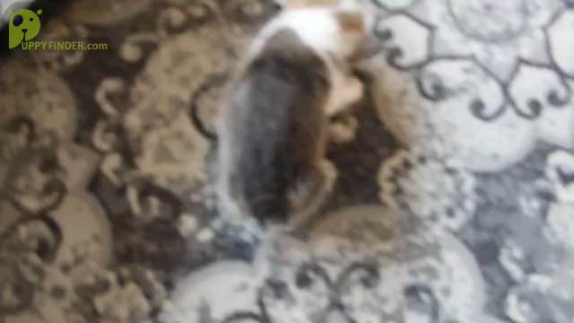 Video preview image #1 Pembroke Welsh Corgi Puppy For Sale in SHILOH, OH, USA
