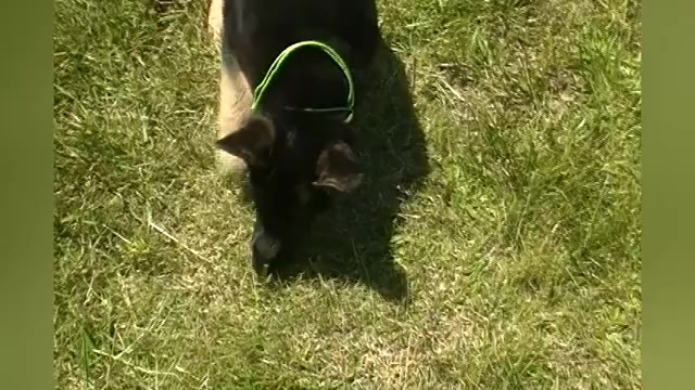 Video preview image #1 German Shepherd Dog Puppy For Sale in PIEDMONT, MO, USA