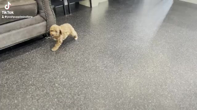 Video preview image #4 Cavapoo Puppy For Sale in WARSAW, IN, USA