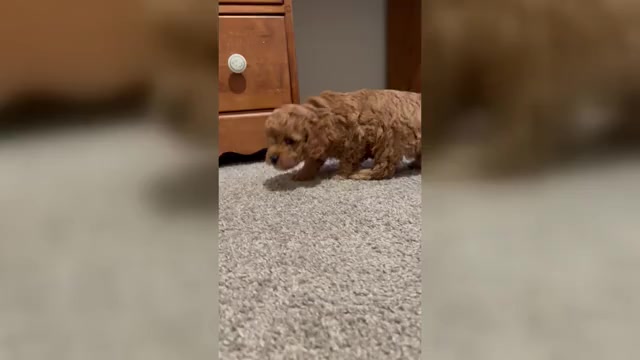 Video preview image #1 Cavapoo (Miniature) Puppy For Sale in SPARTANBURG, SC, USA