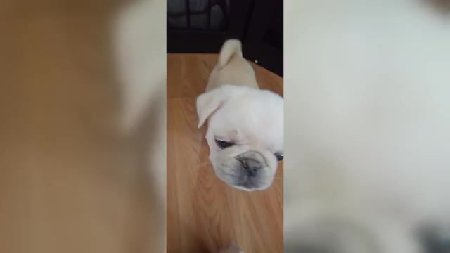 Video preview image #2 Pug Puppy For Sale in NEW IPSWICH, NH, USA