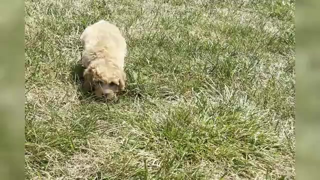 Video preview image #1 Poodle (Miniature) Puppy For Sale in WARSAW, IN, USA