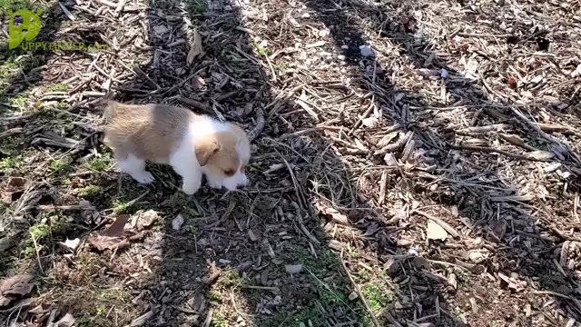 Video preview image #2 Pembroke Welsh Corgi Puppy For Sale in CLARK, MO, USA