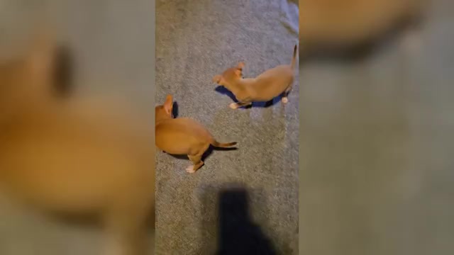 Video preview image #1 Taco Terrier Puppy For Sale in NANJEMOY, MD, USA