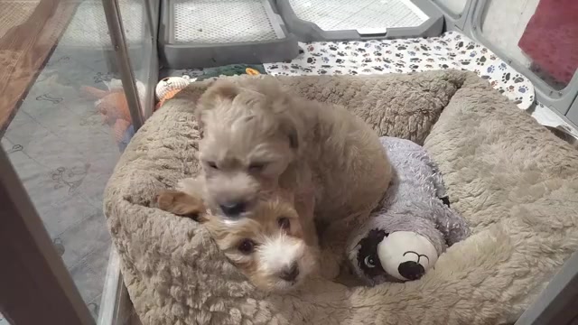 Video preview image #3 Maltipoo (Miniature) Puppy For Sale in SAN ANTONIO, TX, USA