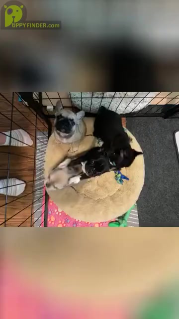 Video preview image #3 French Bulldog Puppy For Sale in EMORY, TX, USA