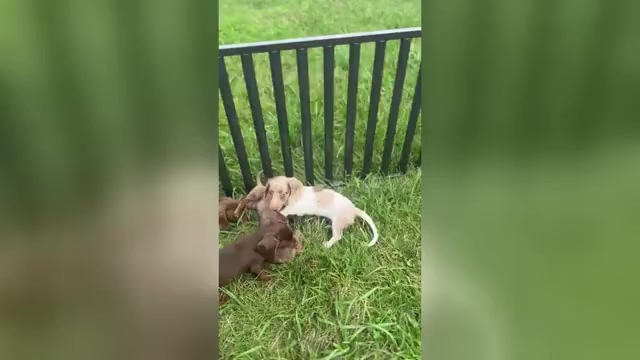 Video preview image #1 Dachshund Puppy For Sale in WARSAW, IN, USA