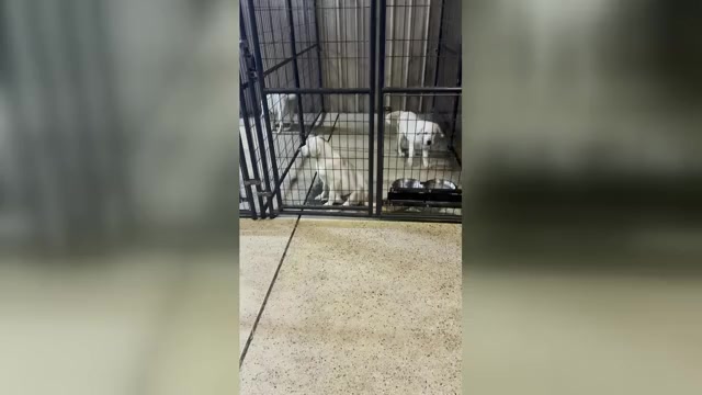 Video preview image #1 Labrador Retriever Puppy For Sale in FORT MC COY, FL, USA