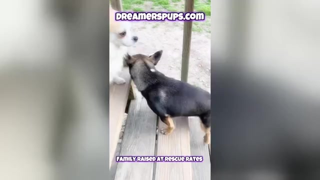 Video preview image #1 Chihuahua Puppy For Sale in ADAMSVILLE, TN, USA