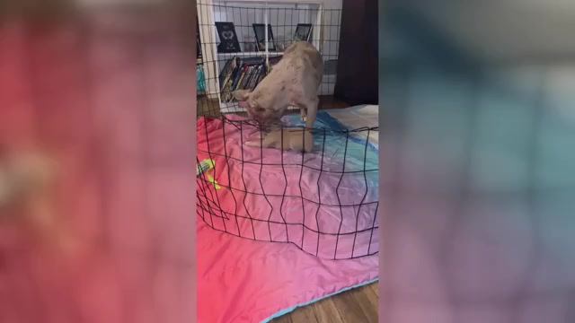 Video preview image #3 American Bully Puppy For Sale in DUNDALK, MD, USA