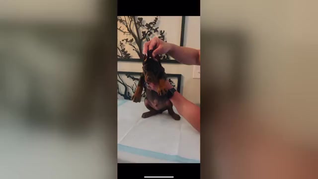Video preview image #3 Doberman Pinscher Puppy For Sale in COLORADO SPRINGS, CO, USA