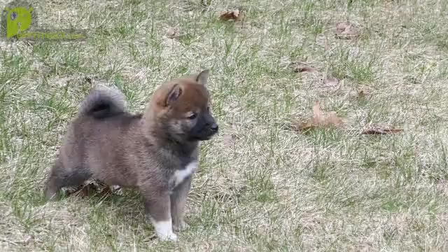 Video preview image #2 Shiba Inu Puppy For Sale in THREE RIVERS, MI, USA