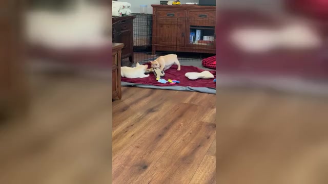 Video preview image #3 French Bulldog Puppy For Sale in WILLIAMSVILLE, MO, USA