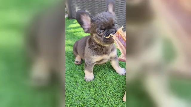 Video preview image #1 French Bulldog Puppy For Sale in LAS VEGAS, NV, USA