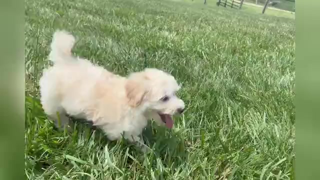 Video preview image #1 Maltipoo Puppy For Sale in WARSAW, IN, USA