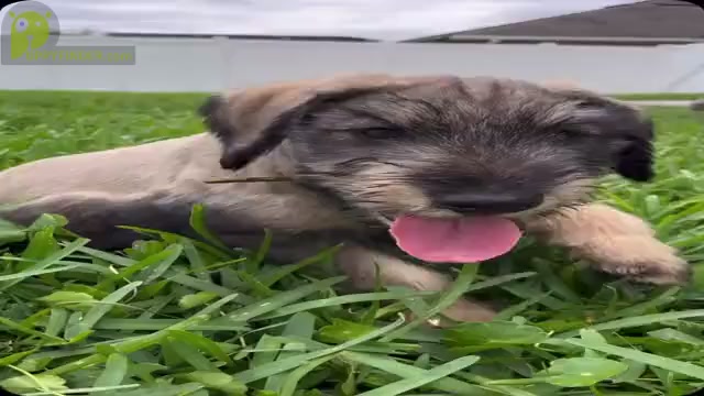 Video preview image #1 Schnauzer (Giant) Puppy For Sale in SAINT CLOUD, FL, USA