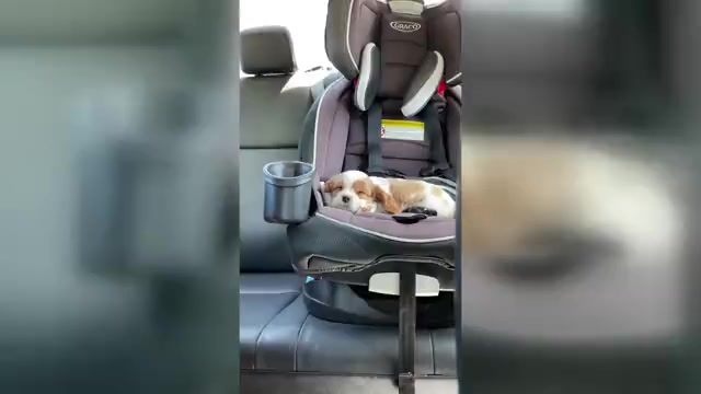 Video preview image #12 Cavalier King Charles Spaniel Puppy For Sale in SANTA ROSA, CA, USA