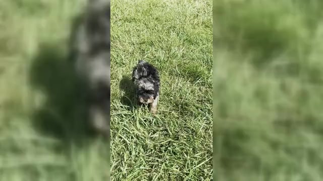 Video preview image #1 Poodle (Toy) Puppy For Sale in WARSAW, IN, USA