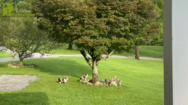 Video preview image #2  Breeder Profile in MILLS RIVER, NC, USA