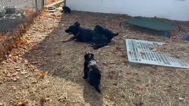 Video preview image #1 German Shepherd Dog Puppy For Sale in NEWVILLE, PA, USA