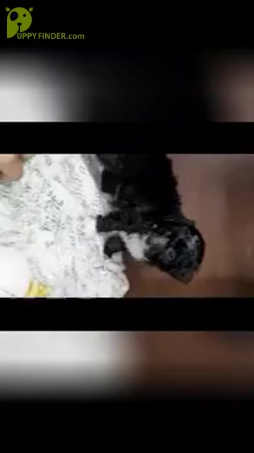 Video preview image #3 Aussiedoodle Miniature  Puppy For Sale in SHIPSHEWANA, IN, USA