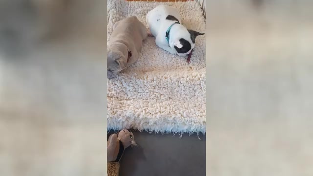 Video preview image #1 French Bulldog Puppy For Sale in MOSS BEACH, CA, USA