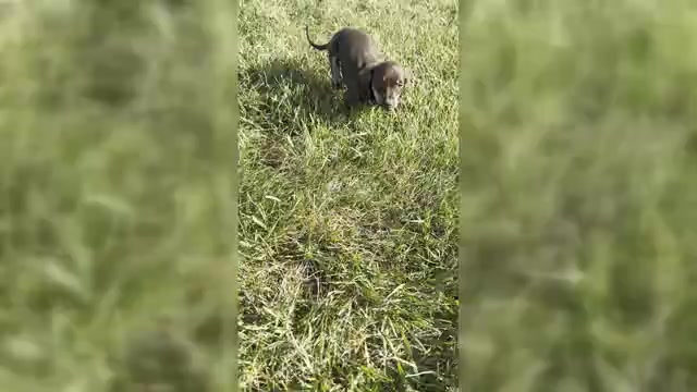 Video preview image #5 Dachshund Puppy For Sale in WARSAW, IN, USA