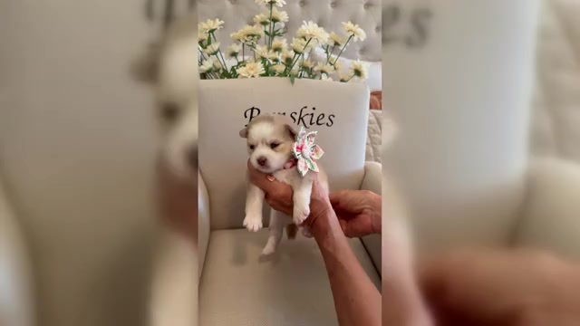 Video preview image #1 Pomsky Puppy For Sale in CAVE CREEK, AZ, USA