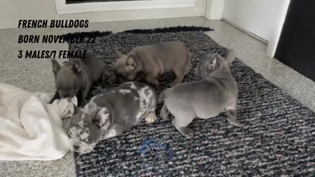 Video preview image #1 French Bulldog Puppy For Sale in GOSHEN, IN, USA