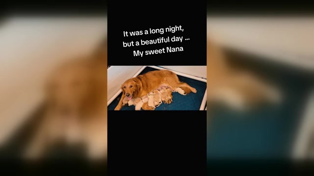 Video preview image #1 Golden Retriever Puppy For Sale in SPARTA, NC, USA