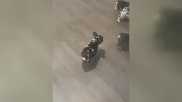 Video preview image #2 French Bulldog Puppy For Sale in DECATUR, GA, USA