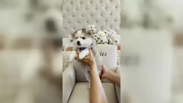 Video preview image #1 Pomsky Puppy For Sale in CAVE CREEK, AZ, USA