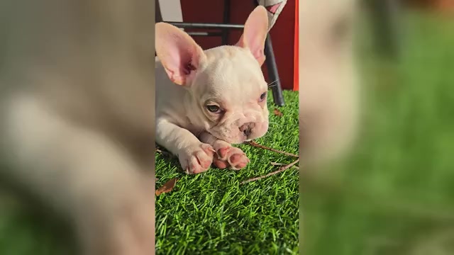 Video preview image #1 French Bulldog Puppy For Sale in SARASOTA, FL, USA