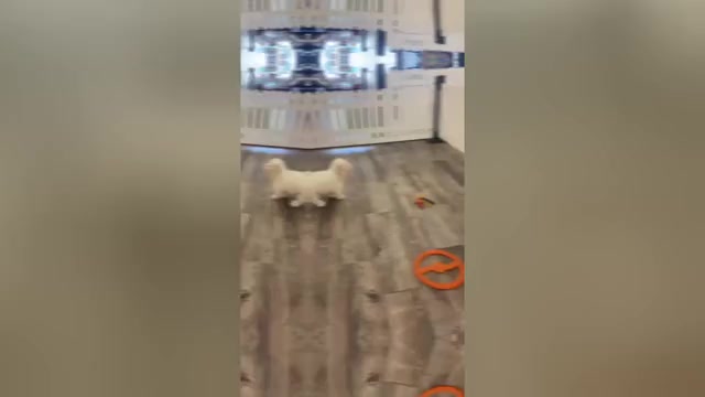 Video preview image #1 Bichon Frise Puppy For Sale in INDIANAPOLIS, IN, USA