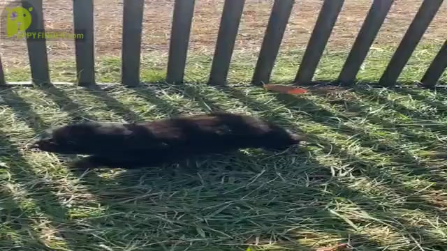 Video preview image #9 Poodle (Miniature) Puppy For Sale in WARSAW, IN, USA