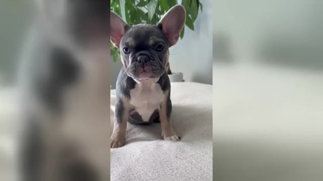 Video preview image #4 French Bulldog Puppy For Sale in ALPHARETTA, GA, USA