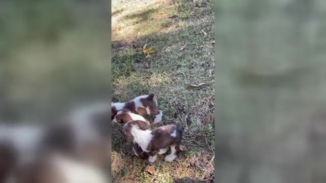 Video preview image #1 Cocker Spaniel Puppy For Sale in MONTICELLO, FL, USA