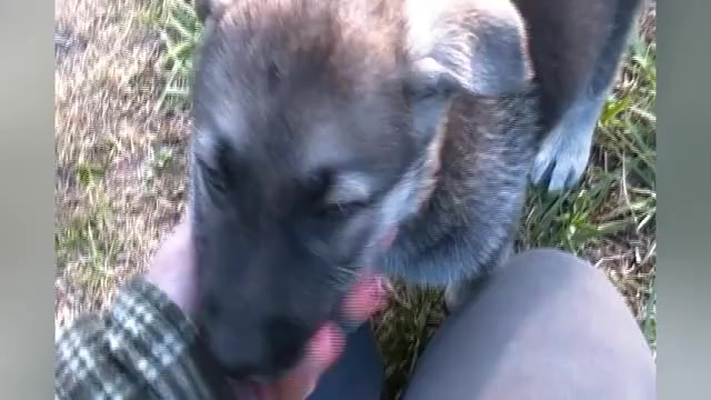 Video preview image #1 German Shepherd Dog Puppy For Sale in PIEDMONT, MO, USA