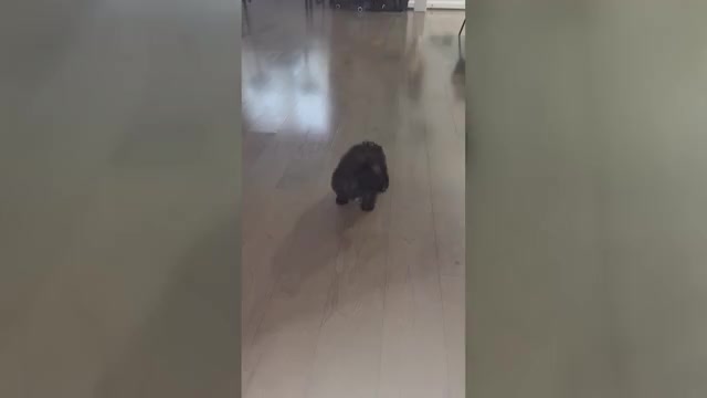 Video preview image #1 Poodle (Toy)-Shorkie Tzu Mix Puppy For Sale in BALTIMORE, MD, USA