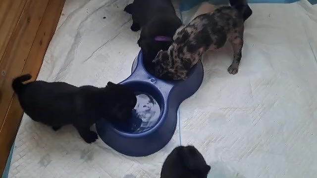 Video preview image #6 Pug Puppy For Sale in NEW BERN, NC, USA