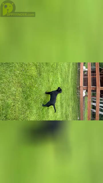 Video preview image #1 Labrador Retriever Puppy For Sale in GIG HARBOR, WA, USA