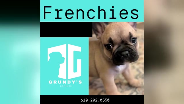 Video preview image #3 French Bulldog Puppy For Sale in MORGANTOWN, PA, USA