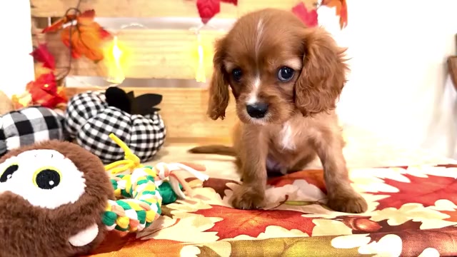 Video preview image #3 Cavalier King Charles Spaniel Puppy For Sale in WAKARUSA, IN, USA