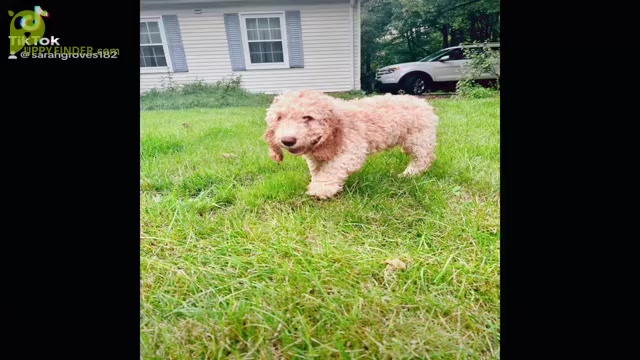 Video preview image #1 Cock-A-Poo-Goldendoodle Mix Puppy For Sale in CONCORD TWP, OH, USA