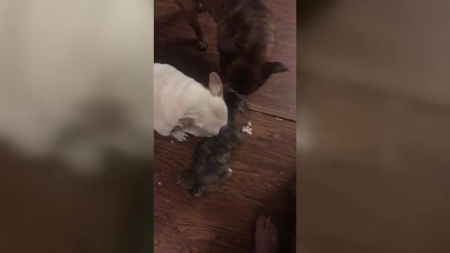 Video preview image #2 American Bully Puppy For Sale in BOONE, IA, USA